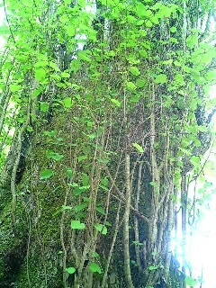 150b.ren.jpg