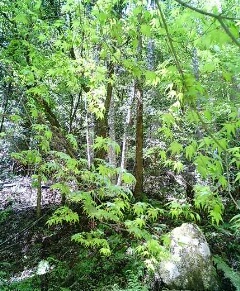 153b.ren.jpg