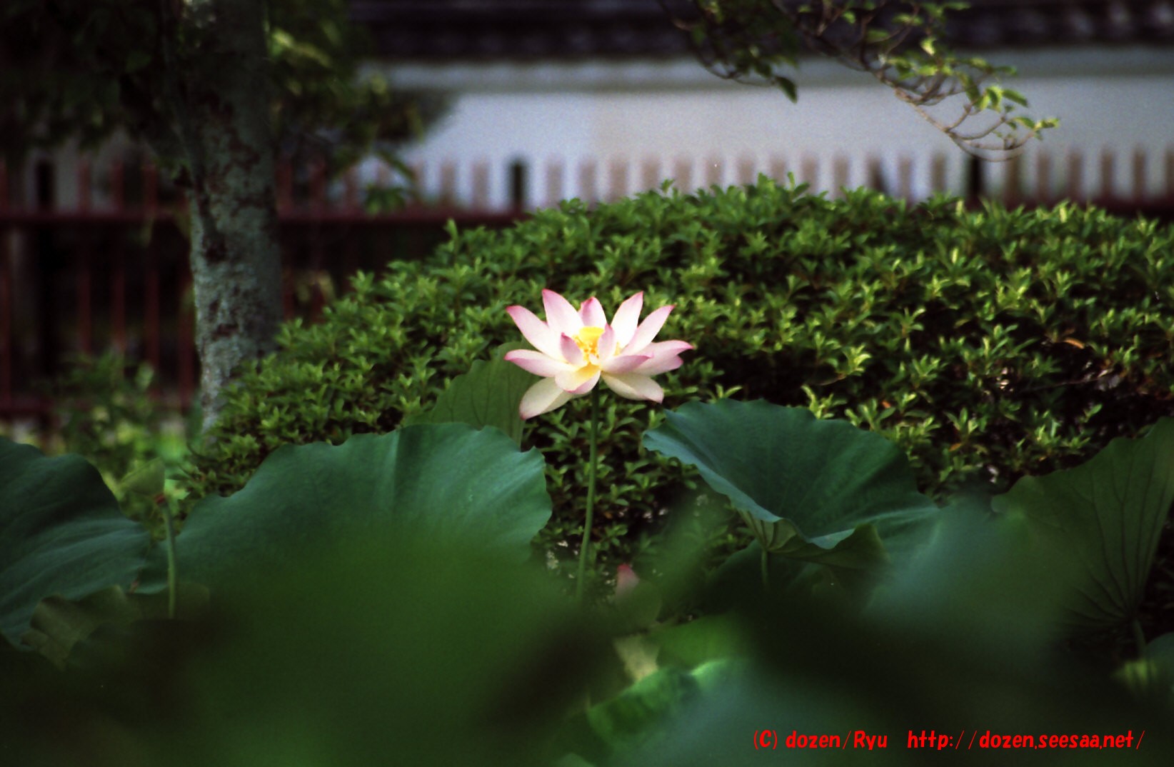 天竜寺の蓮3.jpg